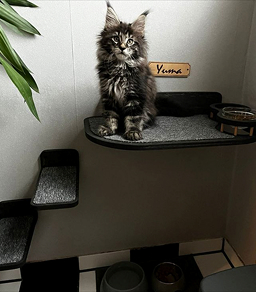 Wall Mounted Cat Feeding Shelf with Steps